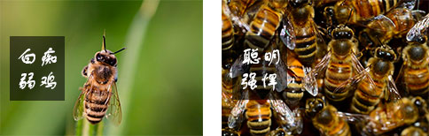 单个蜜蜂和群体蜜蜂对比