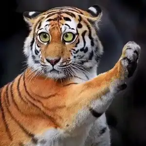 拭目以待